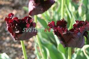 tulipán Black Parrot - Tulipa Black Parrot
