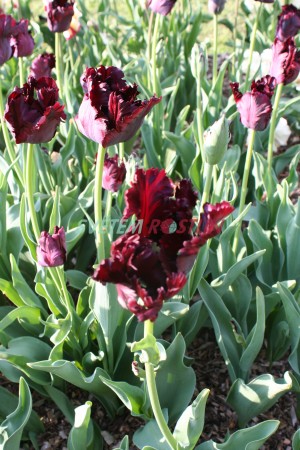 tulipán Black Parrot - Tulipa Black Parrot