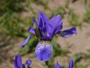 kosatec zvrhlý - Iris spuria