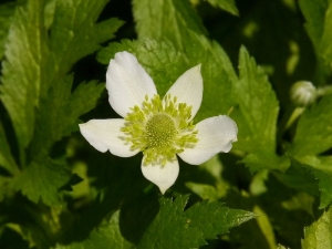 sasanka dlanitá - Anemone palmata