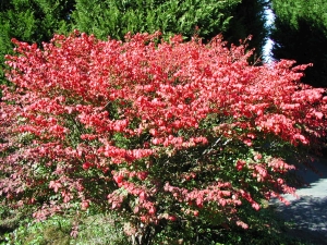 brslen křídlatý Compactus - Euonymus alatus Compactus