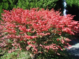 brslen kdlat Compactus - Euonymus alatus Compactus