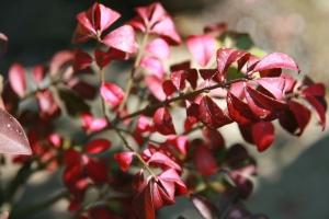 brslen křídlatý Compactus - Euonymus alatus Compactus