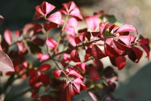 brslen kdlat Compactus - Euonymus alatus Compactus