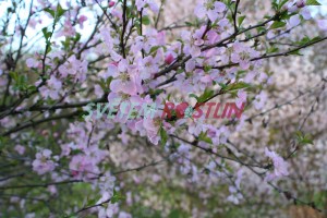 mandlo trojlalon Simpliciflora - Prunus triloba Simpliciflora