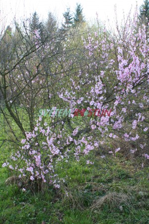 mandlo trojlalon Simpliciflora - Prunus triloba Simpliciflora