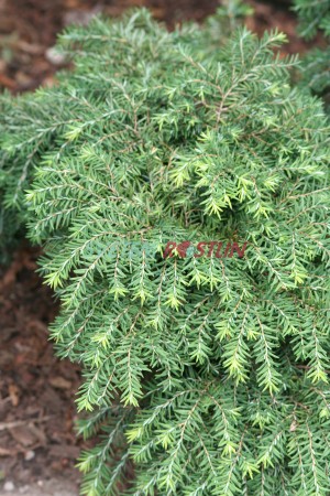 jedlovec kanadský Cole's Prostrate - Tsuga canadensis Cole's Prostrate