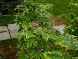 javor mléč Drummondii - Acer platanoides Drummondii