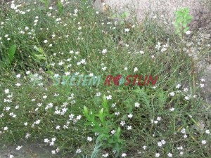 hvozdíček lomikamenovitý - Petrorhagia saxifraga