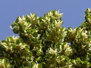 lípa srdčitá - Tilia cordata