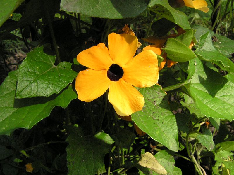 thunbergie kdlat - Thunbergia alata