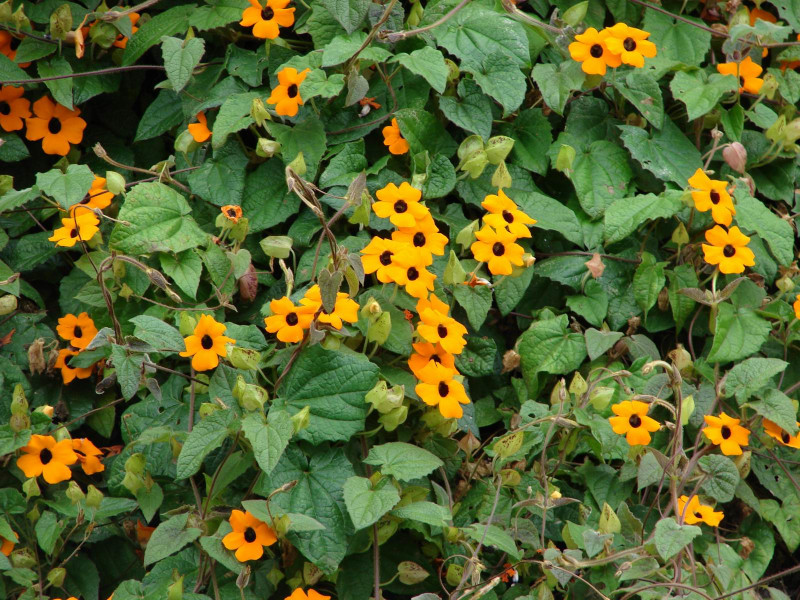 thunbergie kdlat - Thunbergia alata