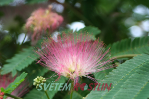 albízie růžová - Albizia julibrissin