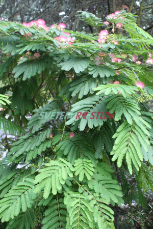 albízie růžová - Albizia julibrissin