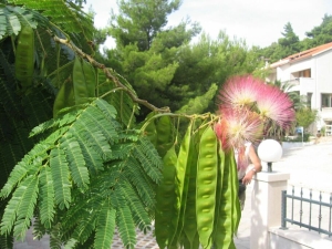 albízie růžová - Albizia julibrissin