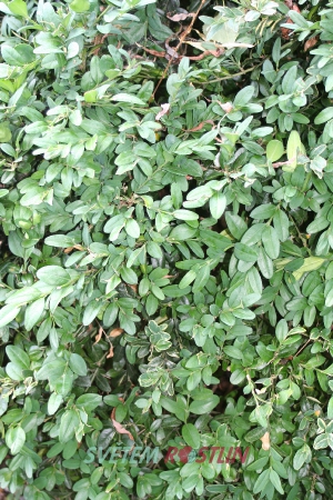 zimostráz vždyzelený Ickworth Giant - Buxus sempervirens Ickworth Giant