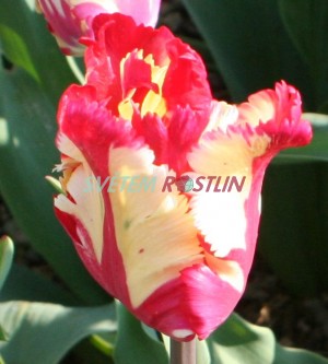 tulipán Flaming Parrot - Tulipa Flaming Parrot