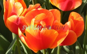 tulipán Apeldoorn Elite - Tulipa Apeldoorn Elite