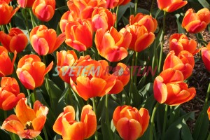 tulipán Apeldoorn Elite - Tulipa Apeldoorn Elite