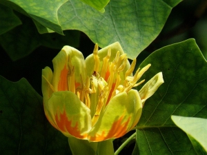 liliovnk tulipnokvt - Liriodendron tulipifera