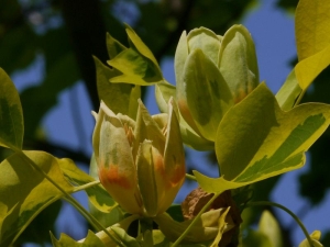 liliovnk tulipnokvt - Liriodendron tulipifera