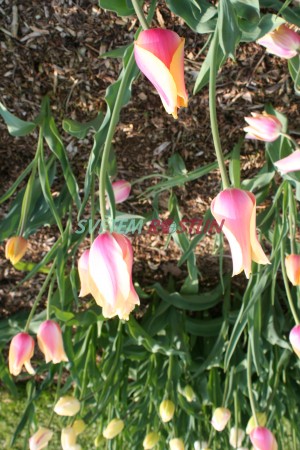 tulipán Blushing Lady - Tulipa Blushing Lady