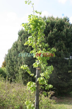 lípa ostrovní - Tilia insularis