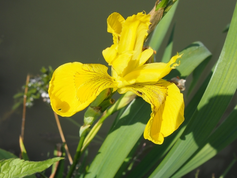 kosatec lut - Iris pseudacorus