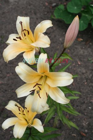 lilie Star Baby - Lilium Star Baby