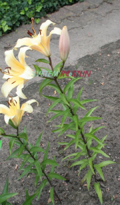 lilie Star Baby - Lilium Star Baby