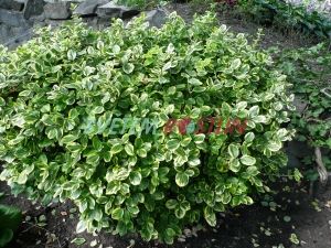 brslen Fortuneův E. T. - Euonymus fortunei E. T.