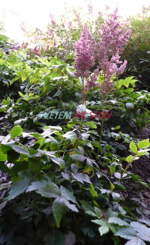 čechrava Gloria - Astilbe Gloria