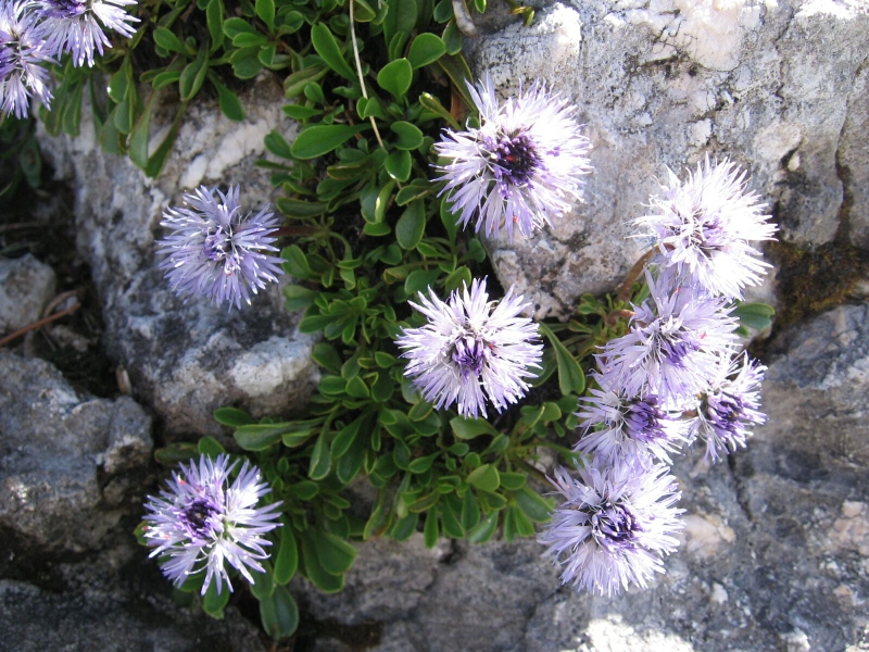 koulenka srditolist - Globularia cordifolia