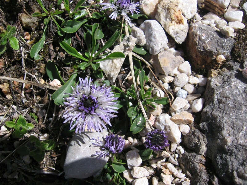 koulenka srditolist - Globularia cordifolia