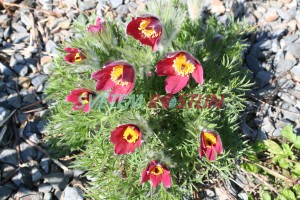 koniklec německý Rote Glocke - Pulsatilla vulgaris Rote Glocke