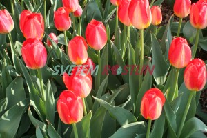 tulipán Daydream - Tulipa Daydream