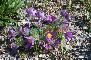 koniklec německý Blaue Glocke - Pulsatilla vulgaris Blaue Glocke
