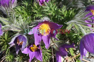 koniklec německý Blaue Glocke - Pulsatilla vulgaris Blaue Glocke