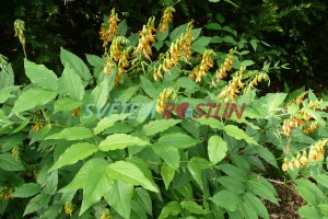 hrachor - Lathyrus aureus