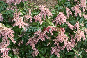 pieris japonský Valley Rose - Pieris japonica Valley Rose