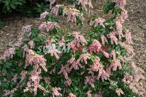 pieris japonský Valley Rose - Pieris japonica Valley Rose