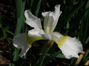 kosatec sibiřský - Iris sibirica