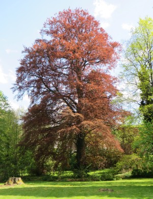 buk lesní Atropunicea - Fagus sylvatica Atropunicea
