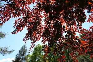 buk lesní Atropunicea - Fagus sylvatica Atropunicea