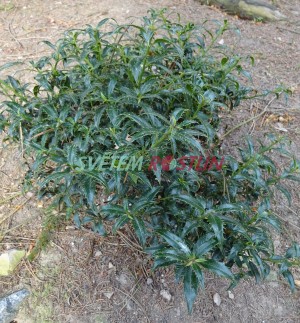 cesmína ostrolistá Heckenzwerg - Ilex aquifolium Heckenzwerg