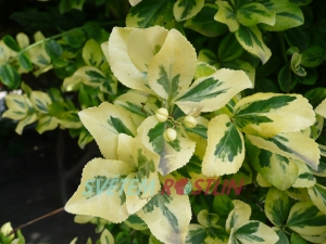 brslen Fortuneův Canadale Gold - Euonymus fortunei Canadale Gold