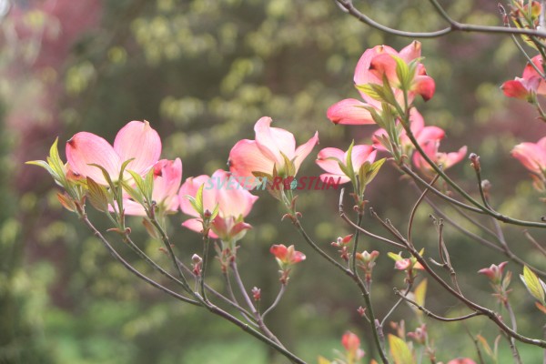 dnovec kvtnat - Cornus florida var. rubrum