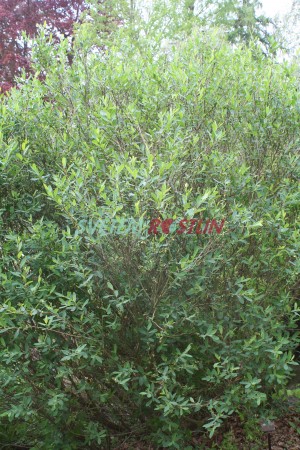 vrba - Salix kochiana