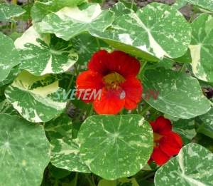 lichořeřišnice větší Alaska Salmon Orange - Tropaeolum majus Alaska Salmon Orange