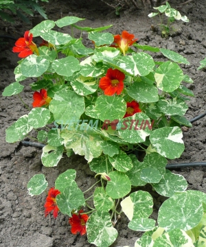 lichořeřišnice větší Alaska Salmon Orange - Tropaeolum majus Alaska Salmon Orange